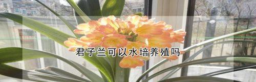 君子兰水养攻略（揭秘君子兰水养技巧，让你的君子兰更健康）