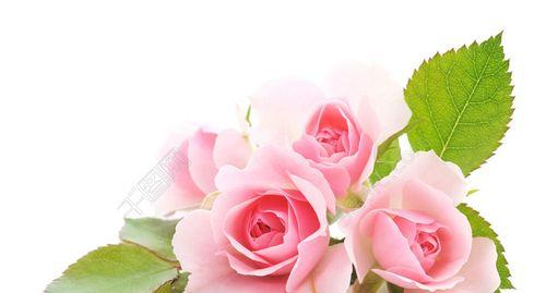 粉色玫瑰花的代表寓意（探寻粉色玫瑰花的美丽与含义）