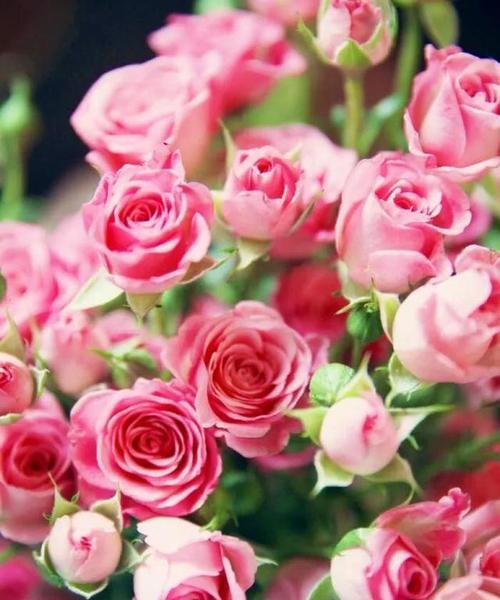 粉色玫瑰花的代表寓意（探寻粉色玫瑰花的美丽与含义）