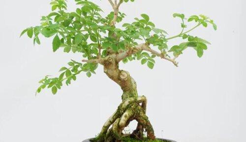白蜡盆景养殖指南（如何打造一盆健康美丽的白蜡盆景）