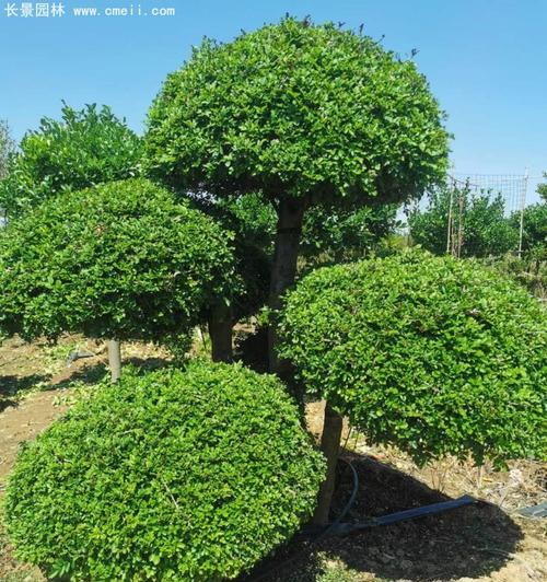 白蜡盆景养殖指南（如何打造一盆健康美丽的白蜡盆景）