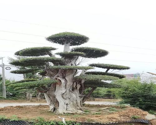 白蜡盆景养殖指南（如何打造一盆健康美丽的白蜡盆景）