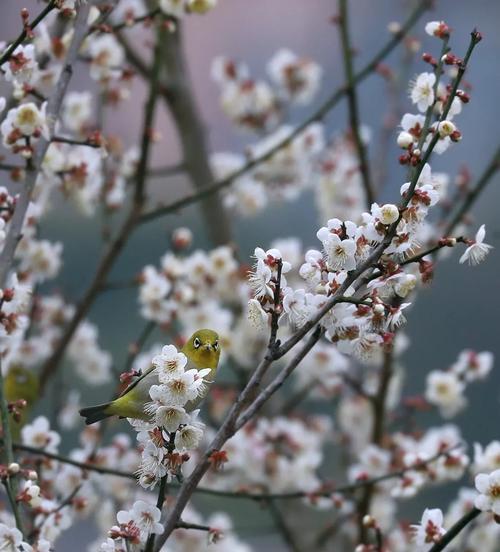 北方冬季梅花的养护技巧（打造美丽花园，从梅花开始）