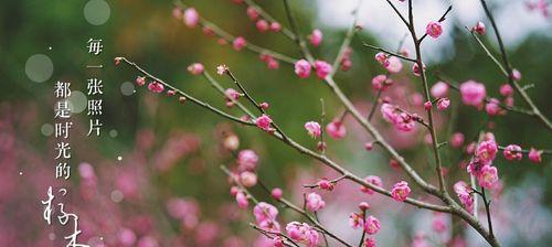 北方冬季梅花的养护技巧（打造美丽花园，从梅花开始）