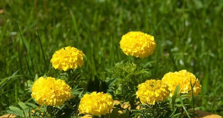 金盏菊常见虫害及防治方法（了解金盏菊的虫害，让你的花园更美丽）
