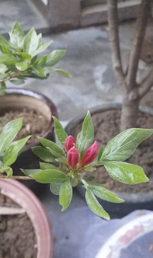 家养杜鹃花的养护技巧（从选购到养护，打造美丽的家庭花园）