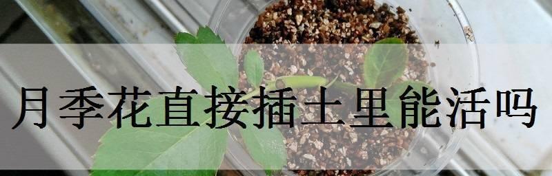 插土里也能活的月季花（探究月季花插土栽培的秘密与技巧）