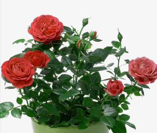 盆栽小玫瑰花的养护之道（让你的小玫瑰花在家里也能绽放美丽花朵）