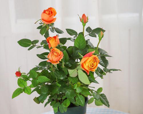 盆栽小玫瑰花的养护之道（让你的小玫瑰花在家里也能绽放美丽花朵）