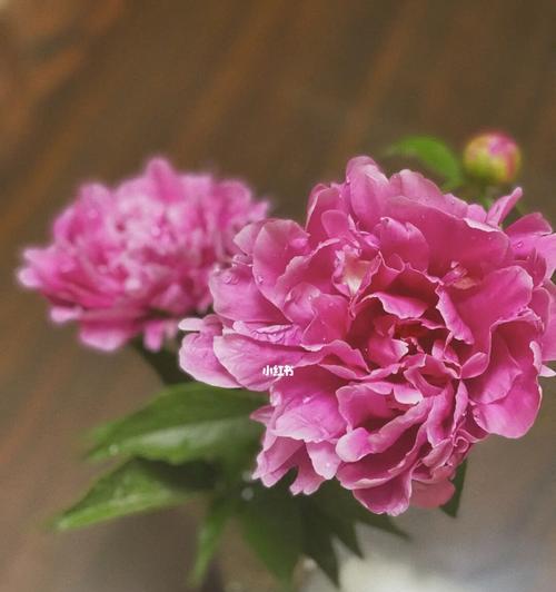为什么家里不能种芍药（探究家庭种植芍药的困难与限制）