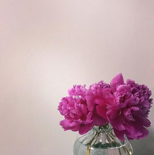 为什么家里不能种芍药（探究家庭种植芍药的困难与限制）