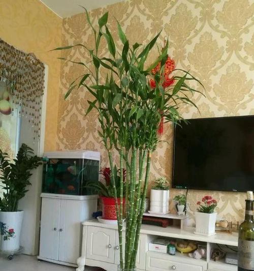 家居绿植养护指南（富贵竹的种植与养护）