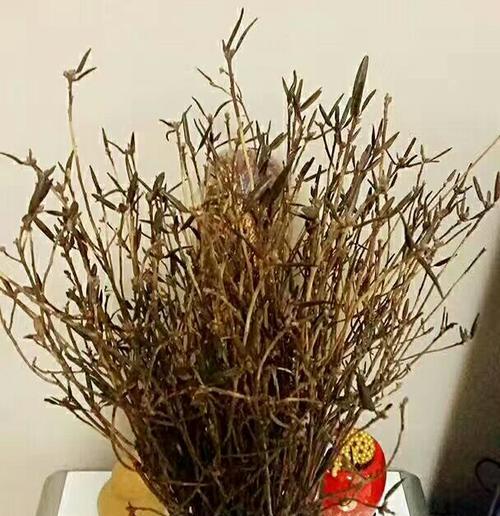 干枝杜鹃水养的繁殖方法（水养干枝杜鹃可否生根？）