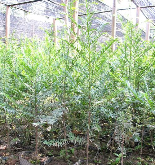 红豆杉种植条件要求（打造适宜生长的环境，让红豆杉茁壮成长）