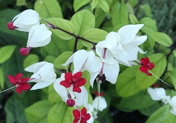 龙吐珠的花期及生长特征（探究龙吐珠一年开几次花，了解其生命繁衍规律）