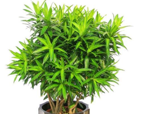 百合竹养殖方法（种植百合竹的要点和技巧）