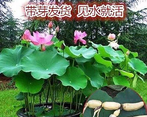 盆栽莲花的种植与养护（方法、注意事项及关键技巧）