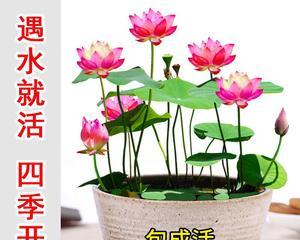 盆栽莲花的种植与养护（方法、注意事项及关键技巧）