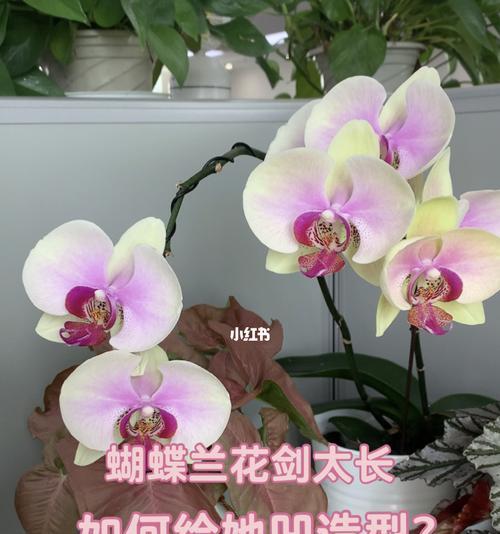 蝴蝶兰花落了怎么办？（8个小技巧帮您处理落花后的蝴蝶兰）