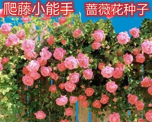 蔷薇花种植全攻略（如何轻松培育美丽的蔷薇花园）