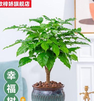 幸福树养殖全攻略（从选株到营养管理，让幸福树健康快乐生长）