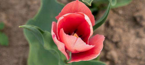 郁金香，一朵傲然挺立的花（色彩绚烂、姿态优美、历史悠久）