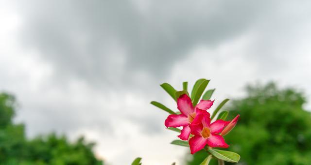 夏日芳草绿意盎然（夏天的代表性植物与生命力）