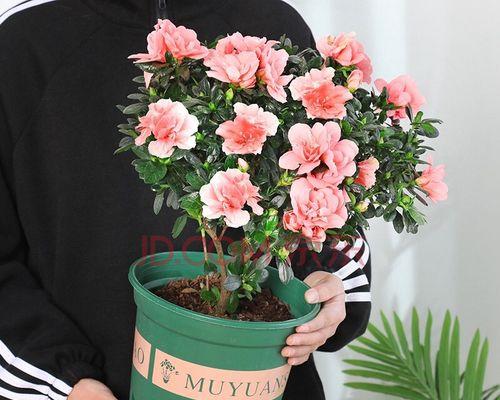 室内杜鹃的养殖方法与注意事项（打造室内盆景，健康茁壮的杜鹃花）