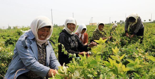 金银花种植全攻略（打造美丽花园的必修课）