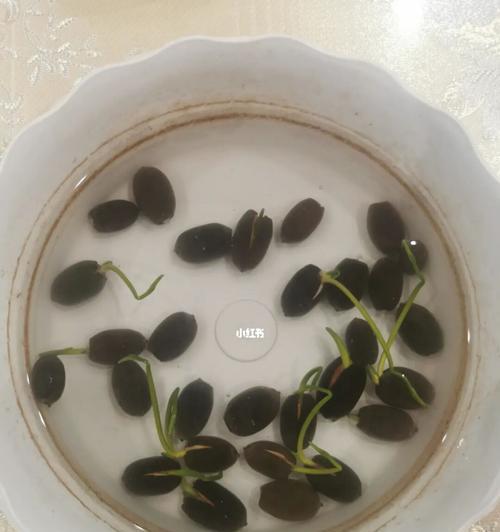 如何让睡莲种子顺利发芽（种植技巧、注意事项、生长环境）