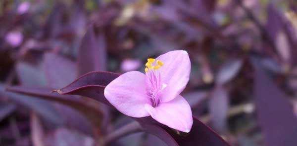 紫竹梅的养殖方法（打造室内美丽的紫竹梅花盆景）