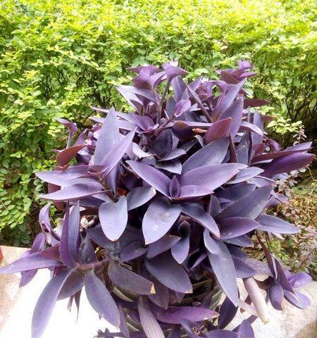 紫竹梅的养殖方法（打造室内美丽的紫竹梅花盆景）