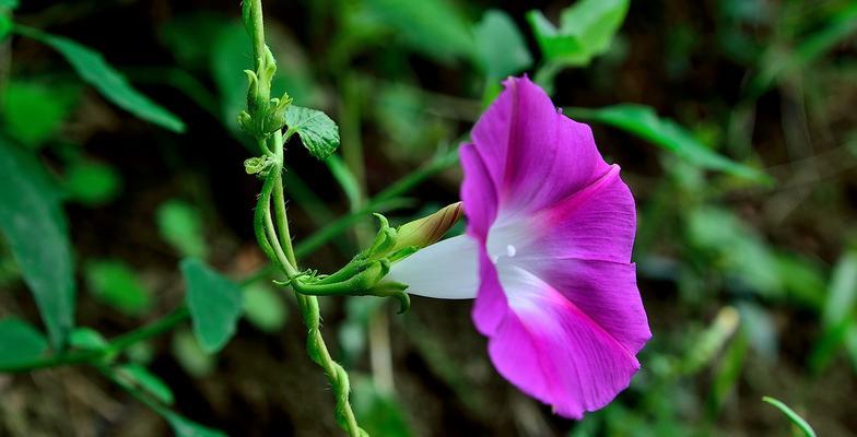 牵牛花的美丽花朵（探究牵牛花花朵的特点和形态）