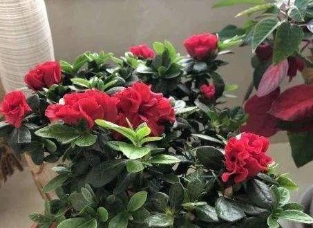 如何家庭养护小叶杜鹃花？（营养、浇水、修剪，让小叶杜鹃花健康生长）