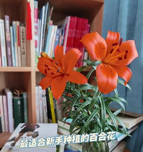 如何养护买回来的百合花？（从种植到养护全方位指导，让您的百合花开得更加绚烂）