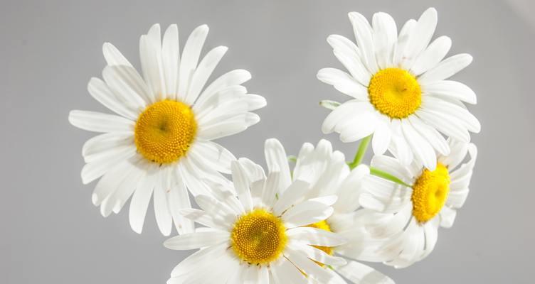 皱菊花的象征意义（探究皱菊花代表的深层含义）