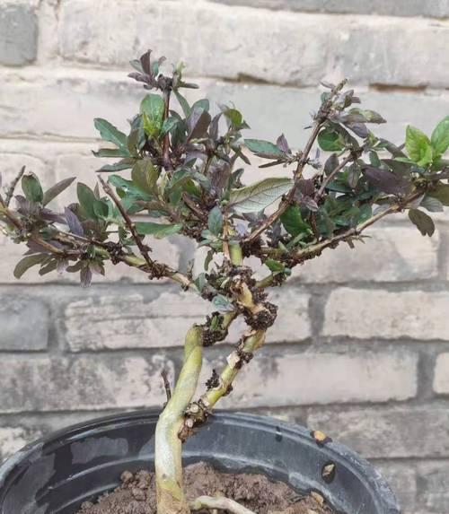 金银花盆景的种植与养护（打造别致的小清新风格）