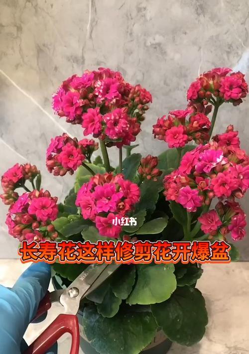 长寿花的修剪技巧（了解修剪方法，助力长寿花美丽长青）