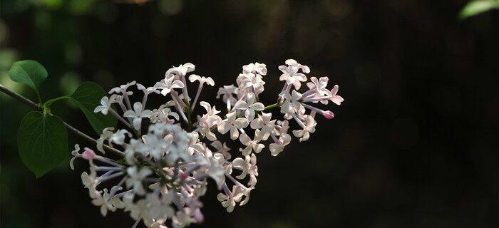 丁香花的开花时间与特点（探究丁香花的开花季节及其变化规律）