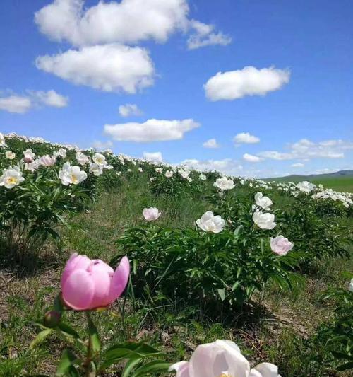 探究栽种芍药花的不利影响（探究栽种芍药花的不利影响）