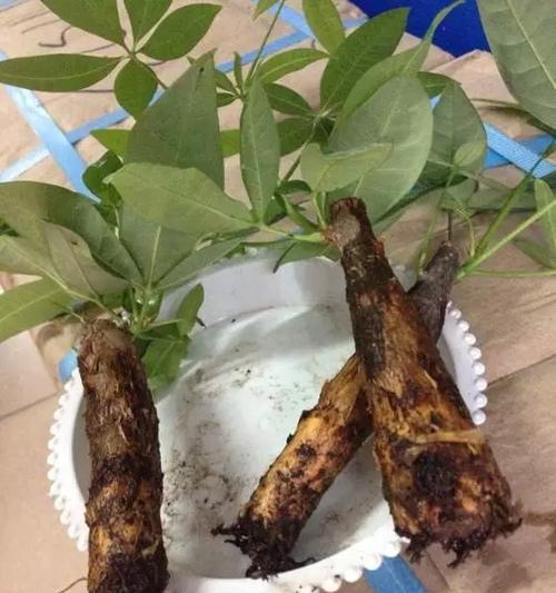 发财树浇水技巧（正确浇水让发财树更茂盛）
