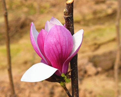 紫玉兰树和白玉兰，哪个更为名贵？（探讨两种珍稀树木的特点及价值）