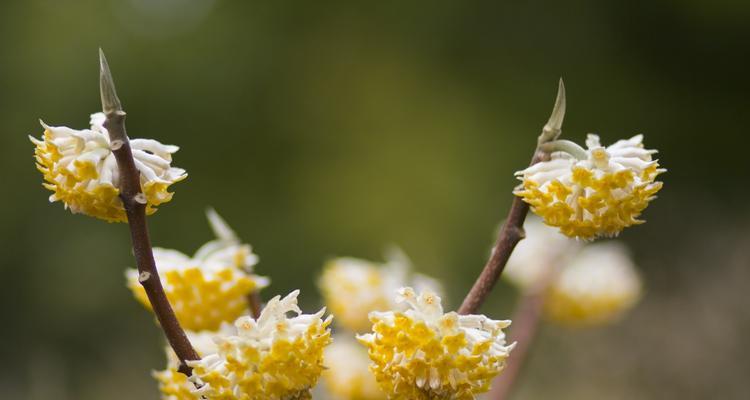 结香花的养护技巧（让结香花在家里开出芬芳的花朵）