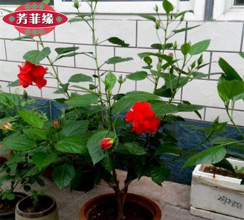 扶桑花扦插养殖技巧（打造花园中的美丽扶桑花盆栽）