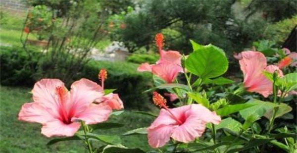 扶桑花扦插养殖技巧（打造花园中的美丽扶桑花盆栽）