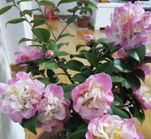 茶花开花时间与季节（揭秘茶花开花的时间规律及鉴赏技巧）