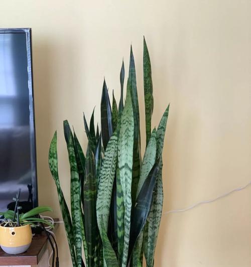 探秘虎皮兰的多种品种（不同种类的虎皮兰及其特点）