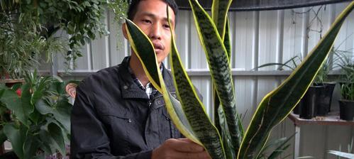 探秘虎皮兰的多种品种（不同种类的虎皮兰及其特点）
