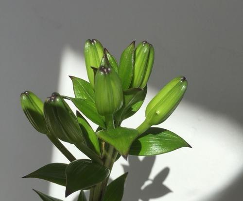 如何养护和管理百合花（百合花的养护技巧和注意事项）