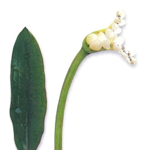 探秘单子叶植物的神奇世界（了解单子叶植物，发现植物王国的奥秘）